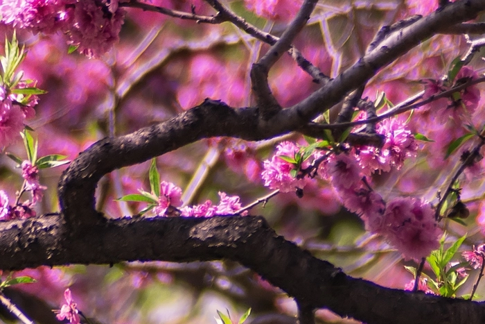 KOKORO Physical Training und Yoga